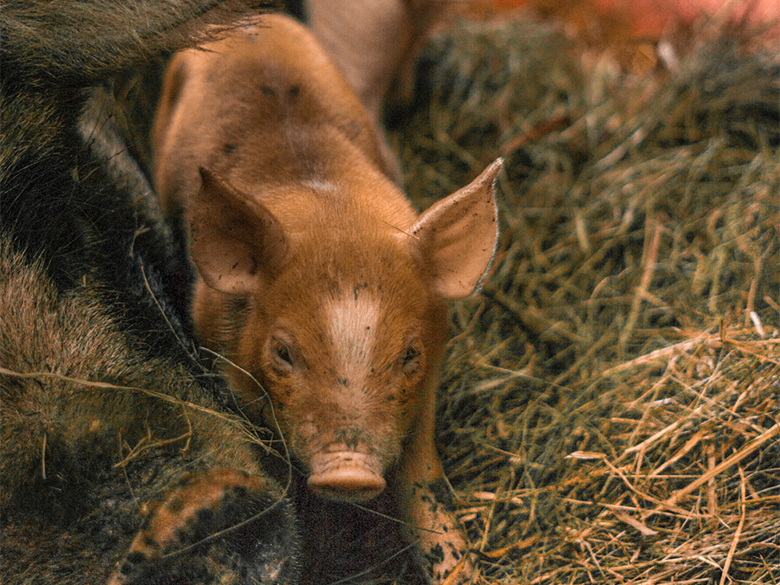 Photo – Ferme des Petits Torrieux – Camp Forestier – 2