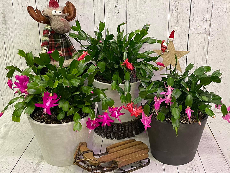Fleuristeraymonde1