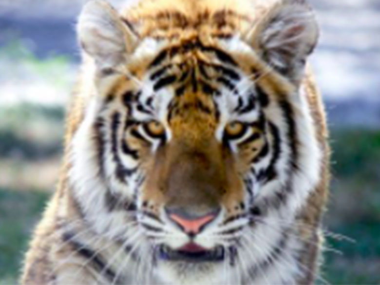 Billet journalier au Familizoo