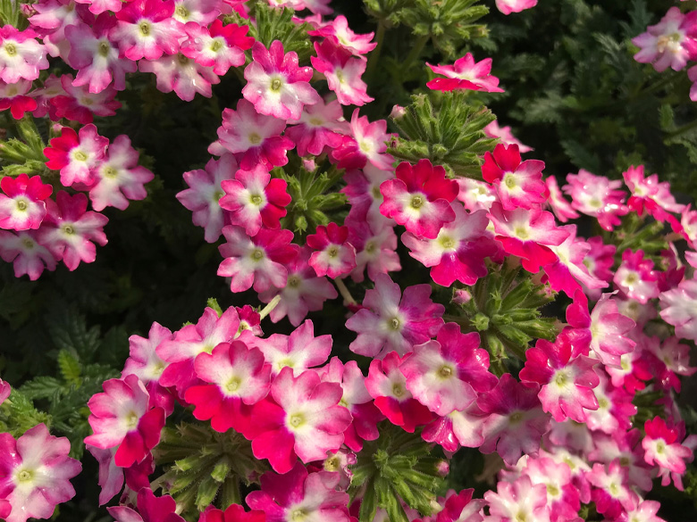 lesjardinsgourmands10
