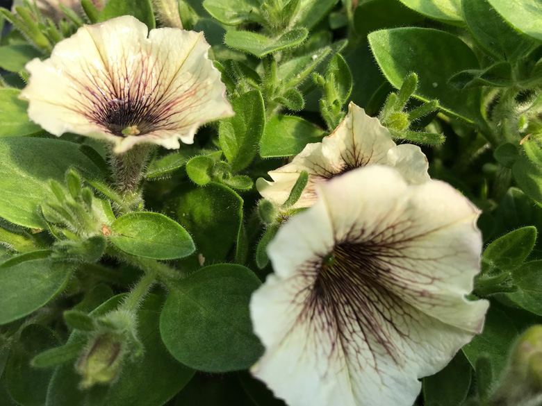lesjardinsgourmands10