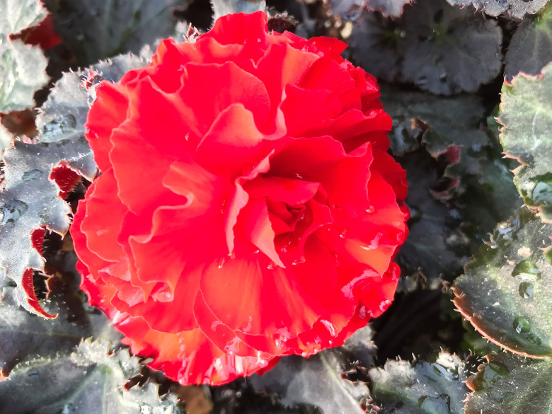 lesjardinsgourmands10