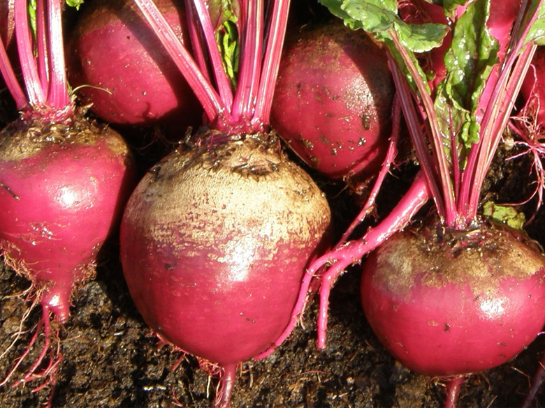 lesjardinsgourmands10