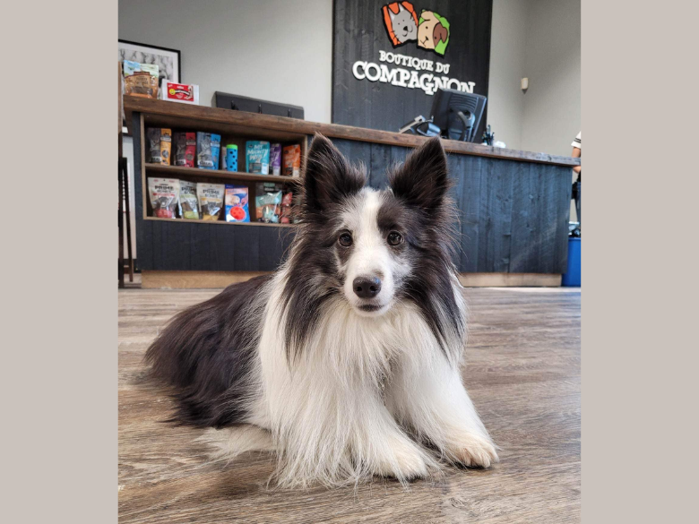 Tout pour vos animaux à Boutique du Compagnon de St-Nicolas