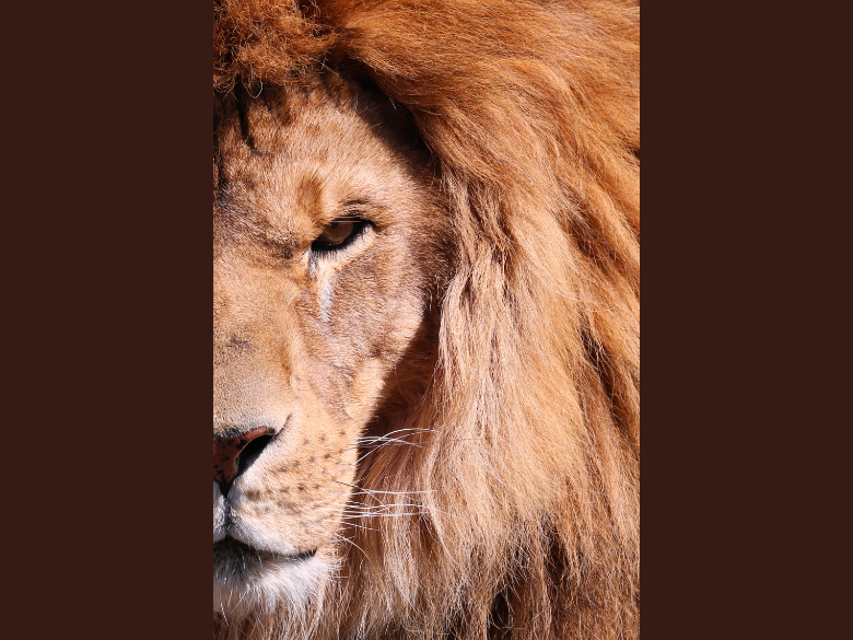 Photo –  Cinézoo  – 1